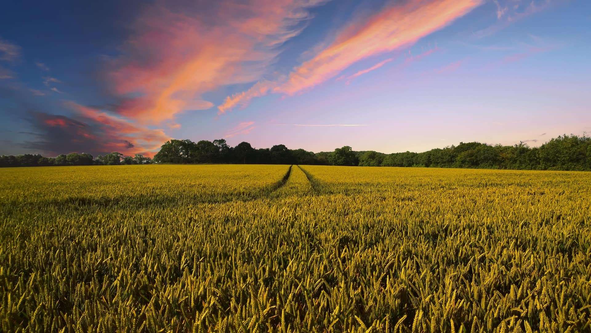 Foliar Fertilizers & Crop Nutrition That Raise Plant Health & Yields
