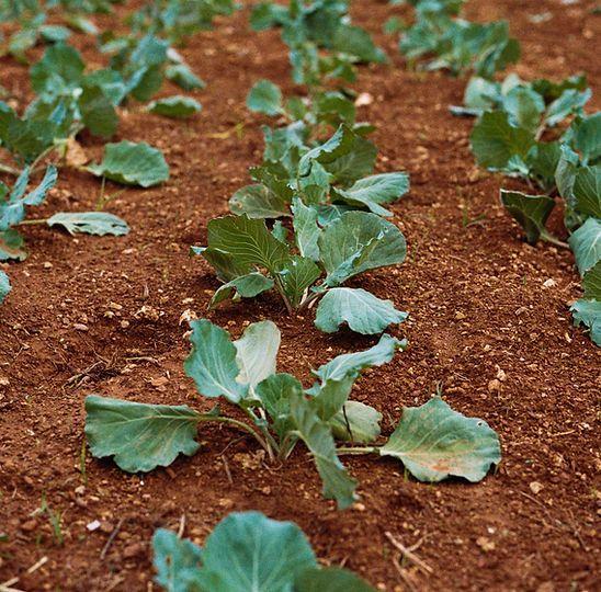 Specialty crops used for product protocol planning