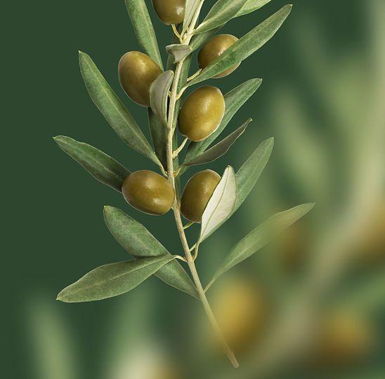 Olive branch used for the ProGreen olive tree program