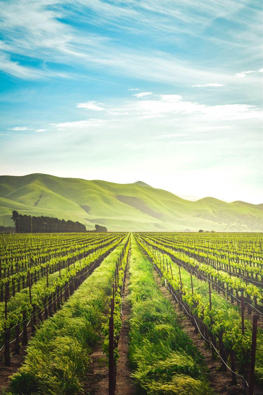 Cultivated soil and young crop growth