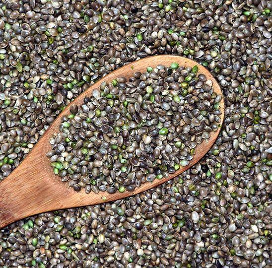 Fresh sorghum seed heads used for the ProGreen sorghum program